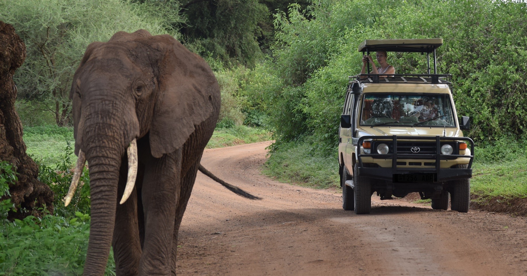 elephant & jeep
