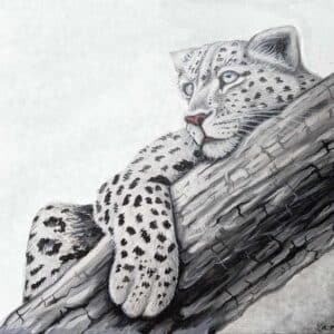Tree Leopard