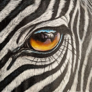 Zebra Eye